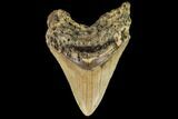 Fossil Megalodon Tooth - North Carolina #109849-1